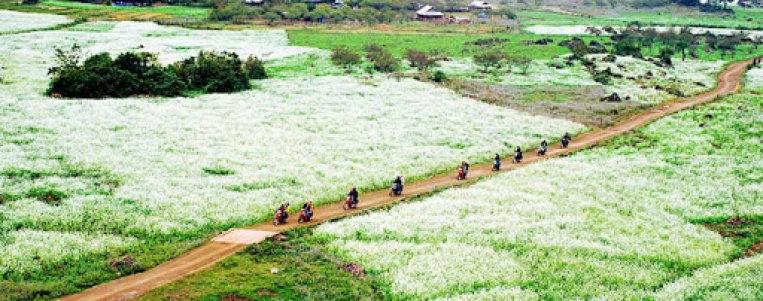 Na Ka valley turns white in plum flowers