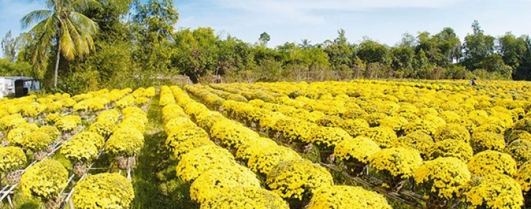 Dong Thap offers diverse tourism products