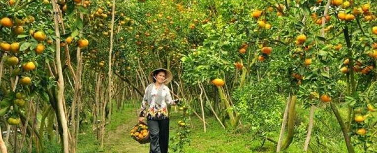 Tangerine farms in Dong Thap ready for visitors during Tet