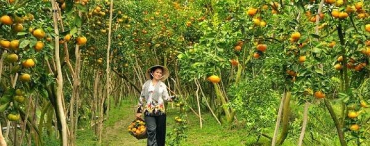 Tangerine farms in Dong Thap ready for visitors during Tet